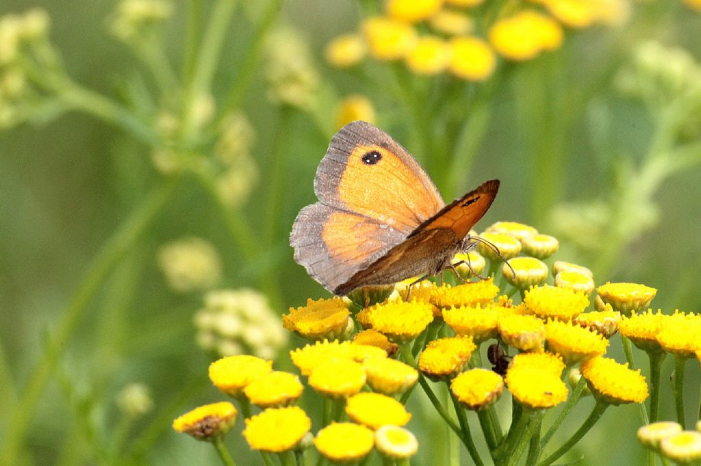 Pyronia tithonus?